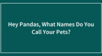 Hey Pandas, What Names Do You Call Your Pets? (Closed)