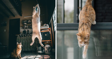 How High Can Cats Jump? Incredible Jumping Ability