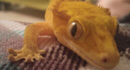 How I Came To Know Crested Geckos, And How Paul Changed My Life