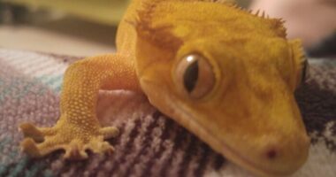 How I Came To Know Crested Geckos, And How Paul Changed My Life