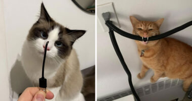 How to Stop Cats from Chewing Cords