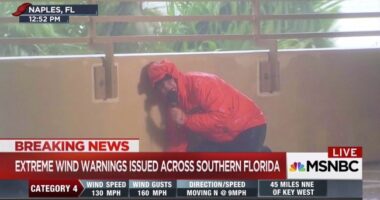 How's That Big MSNBC Rebrand Going? Peacock Gone, Multiple Sclerosis Trending – HotAir