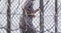 Maxwell is keen on keeping fit behind bars. Pictured: Ghislaine Maxwell running laps on the track of FCI Tallahassee on November 6, 2022