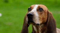 If Fast Food Is on the Menu, Leave Your Beast of a Dog at Home – RedState