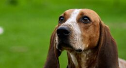 If Fast Food Is on the Menu, Leave Your Beast of a Dog at Home – RedState