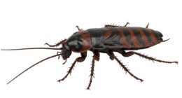 File image: Legions of rats, cockroaches and wasps have infiltrated homes and gardens ¿ with poor hygiene and climate change blamed for the rise