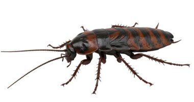 File image: Legions of rats, cockroaches and wasps have infiltrated homes and gardens ¿ with poor hygiene and climate change blamed for the rise
