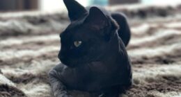 Katie owned two Sphynx cats named Dobby and Hagrid after the characters from Harry Potter (Hagrid pictured)