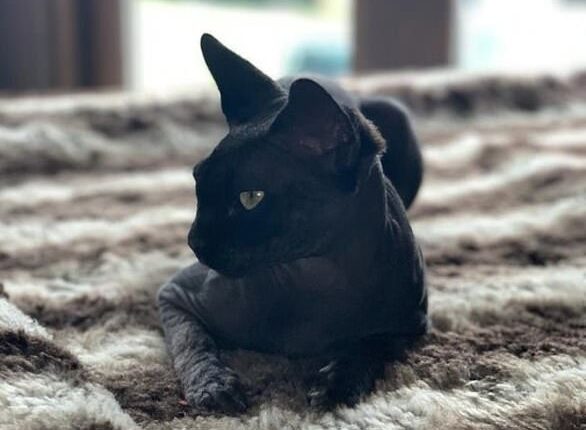 Katie owned two Sphynx cats named Dobby and Hagrid after the characters from Harry Potter (Hagrid pictured)