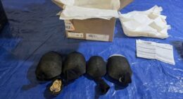 Man Attempted To Smuggle 850 Protected Turtles As 'Plastic Animal Toys'