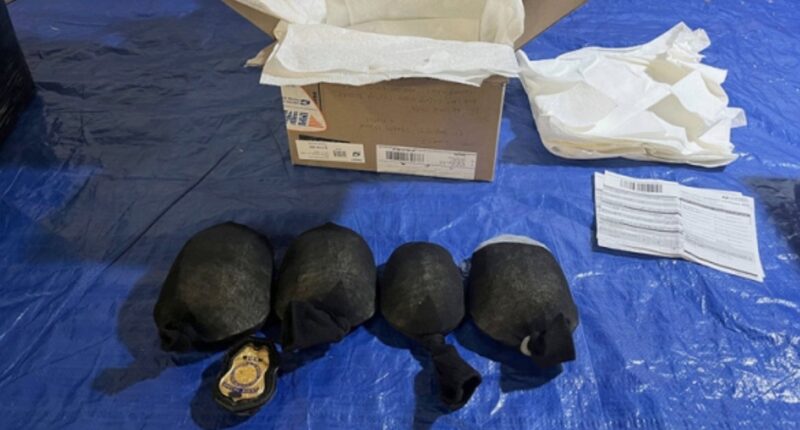 Man Attempted To Smuggle 850 Protected Turtles As 'Plastic Animal Toys'