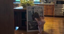 Lilibet, four, can be seen examining a new portrait of the family's beloved dog Guy, who passed away earlier this year, at the Sussexes' Montecito mansion in a clip shared on Meghan's Instagram story today