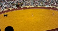 A video from the fight shows the victim run towards the enormous bull to provoke the animal into charging