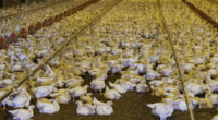 Researchers Create New Hybrid Bird Flu for Vaccine.