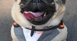 Larry the pug won the competition