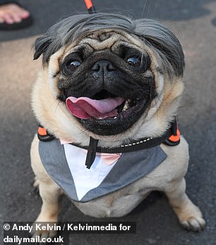 Larry the pug won the competition