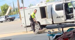 A California animal control officer is under fire after a video surfaced showing him dragging a young dog by the neck and forcefully throwing it into a van
