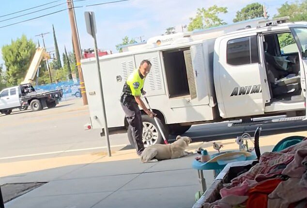 A California animal control officer is under fire after a video surfaced showing him dragging a young dog by the neck and forcefully throwing it into a van