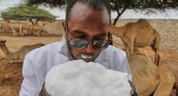 Somalia's camel milk revolution is improving nutrition and creating jobs