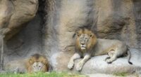 Startling: Denmark Zoo Wants to Feed Predators