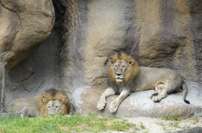Startling: Denmark Zoo Wants to Feed Predators