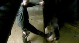 Terrified piglets hit in face and kicked across floor in sickening new pork farm scandal - just months after Mail exposed shocking cruelty at another of the company's locations