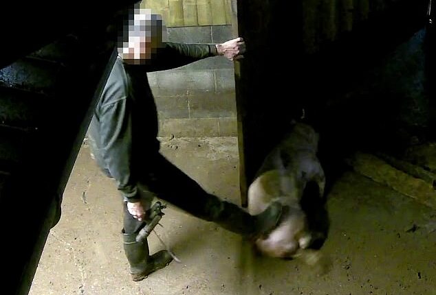 Terrified piglets hit in face and kicked across floor in sickening new pork farm scandal - just months after Mail exposed shocking cruelty at another of the company's locations