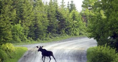 The Maine Chief Capitol Cop in a Bit of a Spot – HotAir