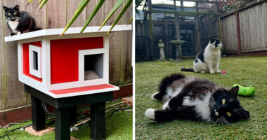 This Guy Spotted A Scruffy Cat In His Yard, What He Did Next Changed Both Their Lives