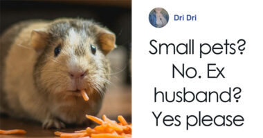 Viral Jokes After Zoo Releases Statement Asking People To Donate Pets So Their Animals Can Eat