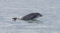 They're known for their playful tendencies, but dolphins have been known to attack humans. Pictured is Anakin, who lives in Wales and got his name due to his violent nature