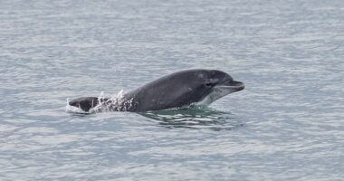 They're known for their playful tendencies, but dolphins have been known to attack humans. Pictured is Anakin, who lives in Wales and got his name due to his violent nature