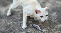 Why Cats Throw Up Undigested Food: Causes and Solutions