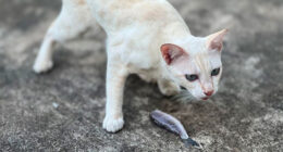 Why Cats Throw Up Undigested Food: Causes and Solutions