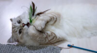 Why Do Cats Eat and Chew on Plastic? A Vet Tech’s Explanation