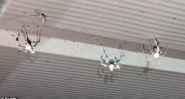 While first identified in Ireland, Americans have reported seeing the zombie spiders in their attics