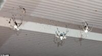While first identified in Ireland, Americans have reported seeing the zombie spiders in their attics