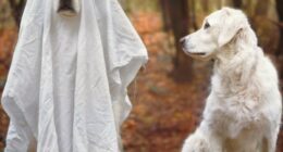 13 Adorable Dogs In Ghost Costumes