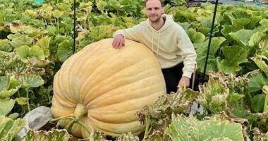 Justin Griffiths and Kay Walker, from Ashtead, are the proud growers of the 860lb (390kg) vegetable, which now dominates their plot at the Leatherhead Poors Allotments