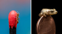 23 Amazing Shots Featuring Various Species Of Animals By This Photographer