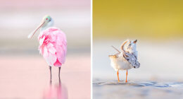 23 Photos That Prove Birds Can Be Fine Art By Kelley Luikey