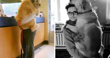 26 Dogs Hugging Their Humans