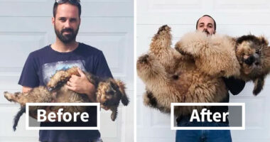 30 Photos Of Dogs Growing Up Next To Their Owners