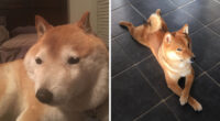 50 Times Shibas Proved They’re The Most Much Wow Dogs Ever