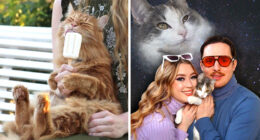 80 Aww-Inducing Pics Of Cats That Are Impossible Not To Enjoy