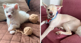 80 Heartwarming Before-And-After Pics Of Dogs Who Were Rescued At Their Worst (New Pics)