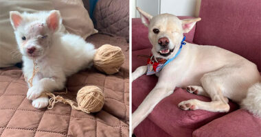 80 Heartwarming Before-And-After Pics Of Dogs Who Were Rescued At Their Worst (New Pics)