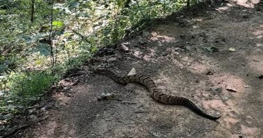 David Graves, an Alabama man hiking through the scenic trails of a state park, was stopped in his tracks by a massive, nearly unrecognizable rattlesnake (pictured)