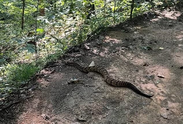 David Graves, an Alabama man hiking through the scenic trails of a state park, was stopped in his tracks by a massive, nearly unrecognizable rattlesnake (pictured)