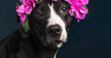 Beautiful Shelter Dogs’ Portraits Reveal Their Personalities